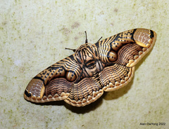 Brahmaea hearseyi