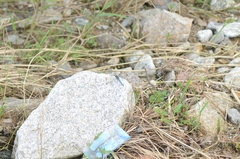 Orthetrum lineostigma