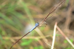 Orthetrum lineostigma