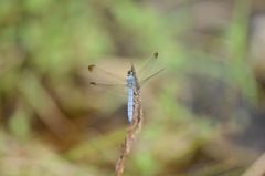Orthetrum lineostigma