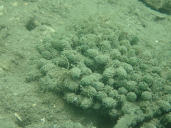 Dasycladus vermicularis