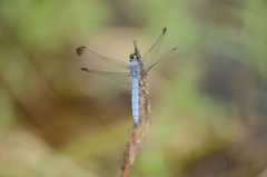 Orthetrum lineostigma