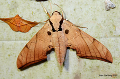 Ambulyx clavata