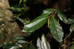 Alangium polyosmoides tomentosum