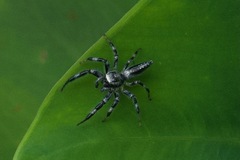 Salticidae