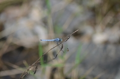 Orthetrum lineostigma
