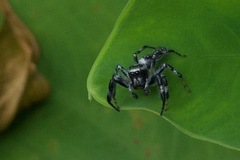 Salticidae