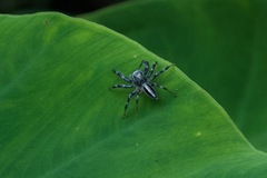 Salticidae