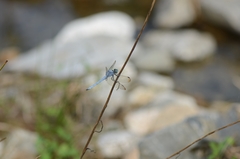 Orthetrum lineostigma