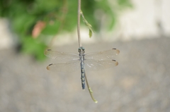 Orthetrum lineostigma
