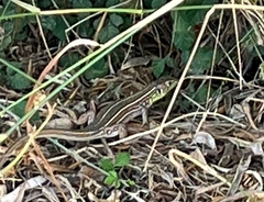 Lacerta trilineata polylepidota