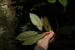 Alangium polyosmoides tomentosum