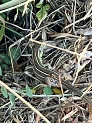 Lacerta trilineata polylepidota