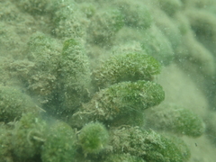 Dasycladus vermicularis