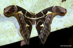 Archaeoattacus staudingeri