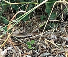 Lacerta trilineata polylepidota