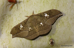 Antheraea rosieri