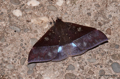 Ischyja manlia