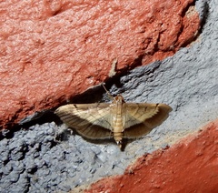 Cnaphalocrocis bilinealis