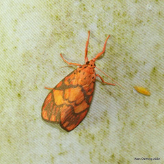 Ammatho cuneonotatus