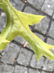 Quercus palustris