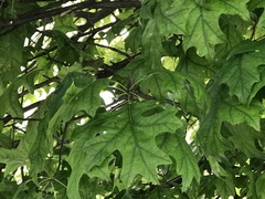 Quercus palustris