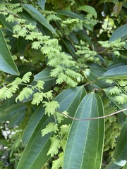 Lygodium microphyllum