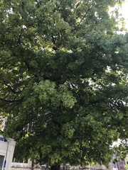 Quercus palustris