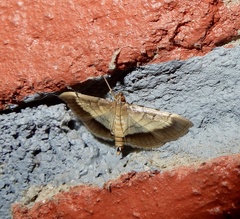 Cnaphalocrocis bilinealis
