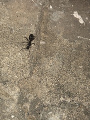 Camponotus barbaricus