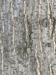 Quercus palustris