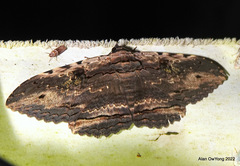 Anisoneura aluco