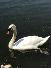 Cygnus olor