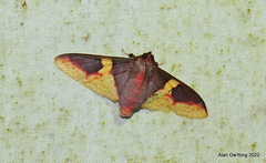Pachynoa purpuralis