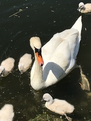 Cygnus olor