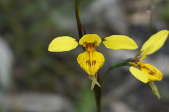 Diuris × palachila
