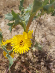 Asteraceae