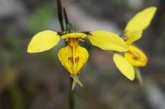 Diuris × palachila