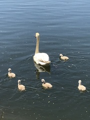 Cygnus olor