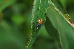 Paradasynus spinosus