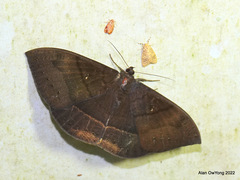 Lygniodes vampyrus