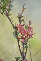Vaccinium varingiifolium