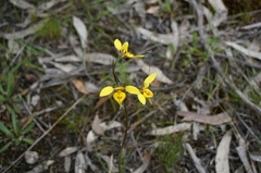Diuris × palachila