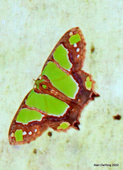 Agathia hemithearia
