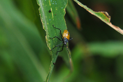 Paradasynus spinosus