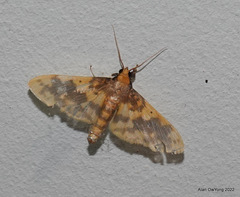Pachynoa thoosalis