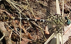 Onychogomphus forcipatus