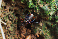 Heptodonta posticalis