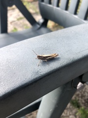 Chorthippus brunneus