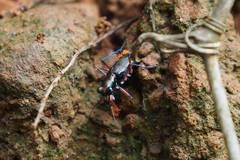 Heptodonta posticalis